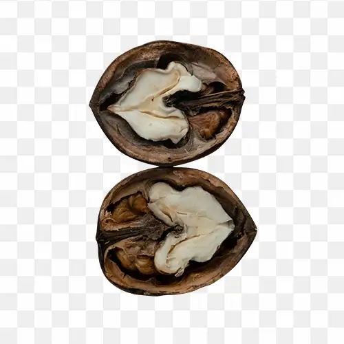 Walnut png stock images